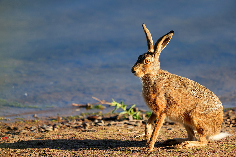 Feldhase in Niedersachsen, (c) Jürgen Podgorski/NABU-naturgucker.de