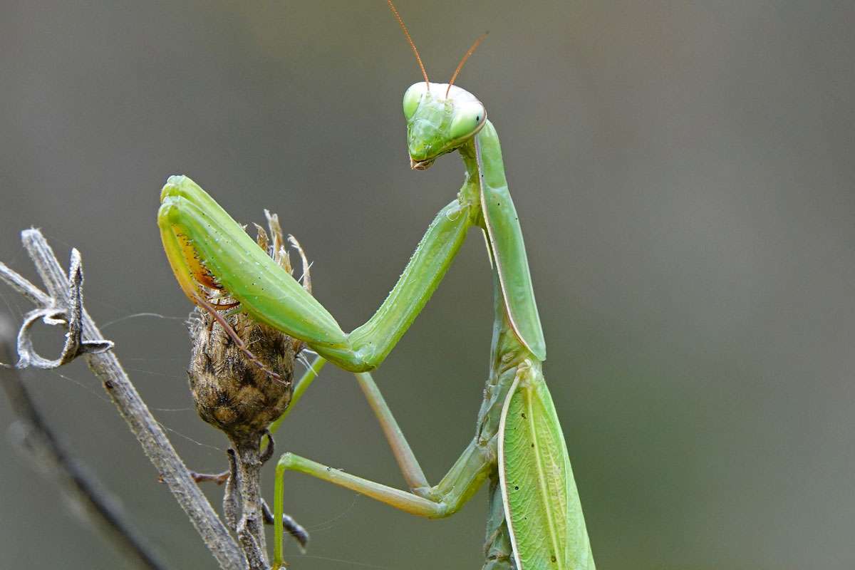 Gottesanbeterin (Mantis religiosa), (c) Jens Winter/NABU-naturgucker.de