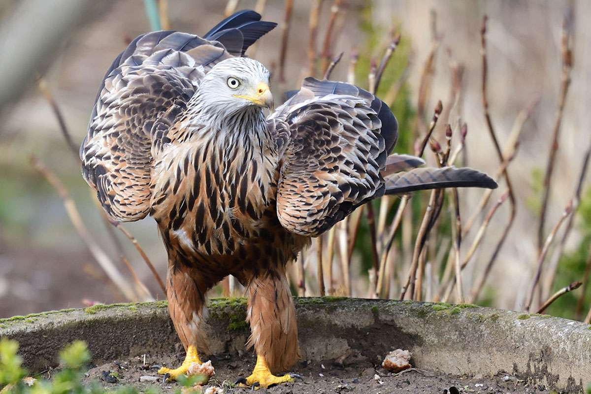 Rotmilan (Milvus milvus), (c) Peter Trentz/NABU-naturgucker.de