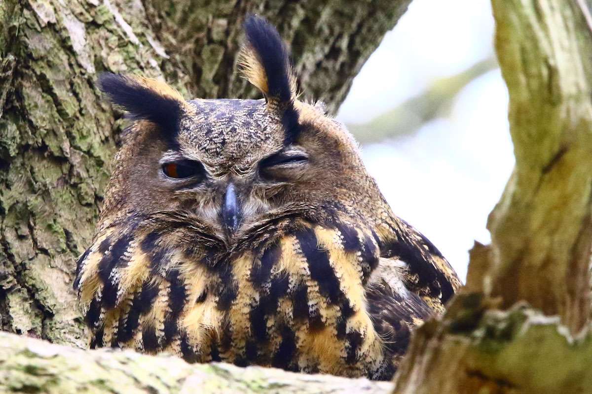 Uhu (Bubo bubo), (c) Sören Rust/NABU-naturgucker.de
