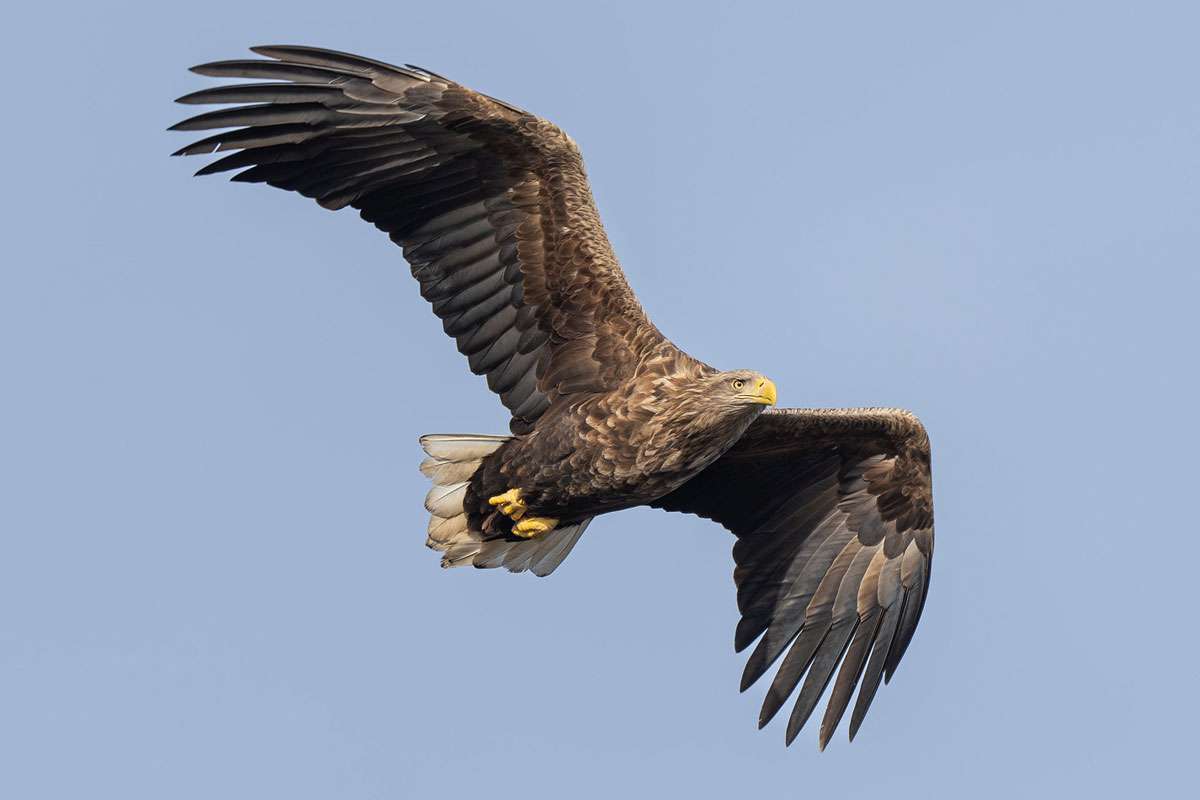 Seeadler (Haliaeetus albicilla)m (c) Ronny Schuster/NABU-naturgucker.de