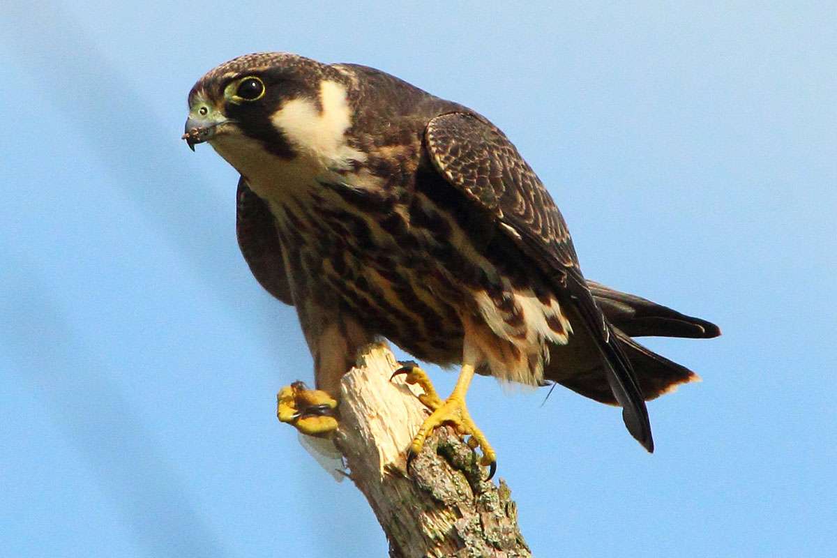 Baumfalke (Falco subbuteo), (c) Jonas Blaumann/NABU-naturgucker.de