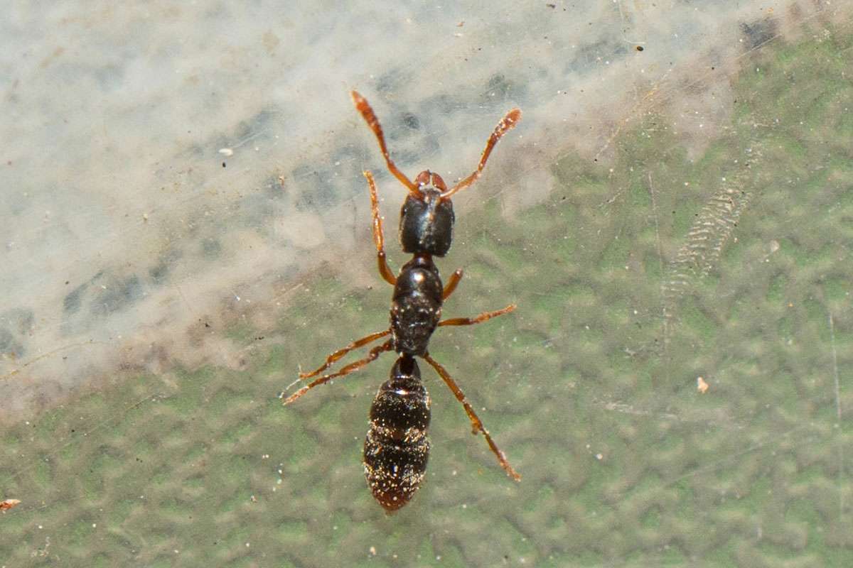 Schmale Urameise (Ponera coarctata), (c) Ulrich Sach/NABU-naturgucker.de