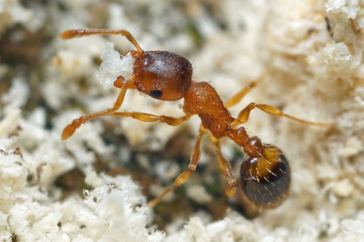 Winzling unter den einheimischen Ameinsen: Temnothorax sp., (c) Aron Bellersheim/NABU-naturgucker.de