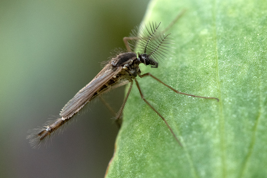 Stechmücke (unbestimmt), (c) Ulrich Sach/NABU-naturgucker.de