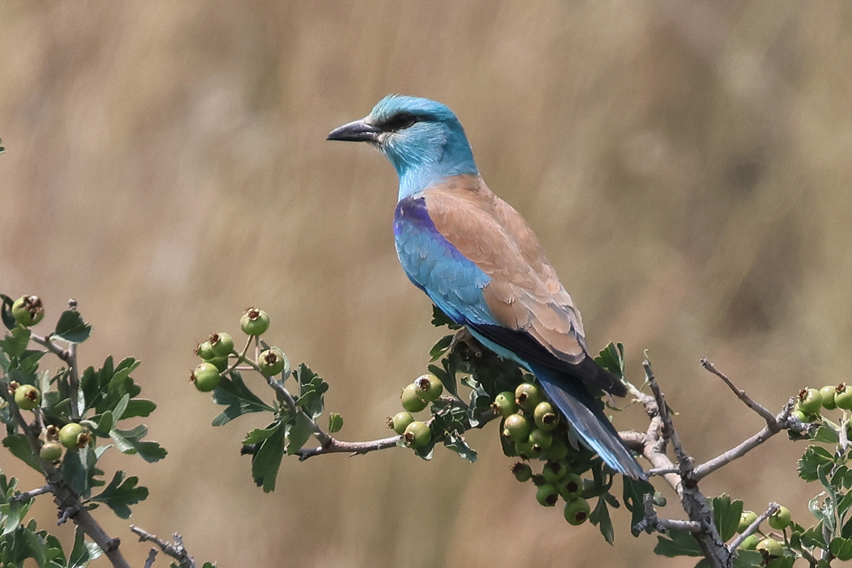 In Deutschland als Brutvogel erloschen oder verschollen: Blauracke auf Zypern, (c) Nadine Röhnert/NABU-naturgucker.de