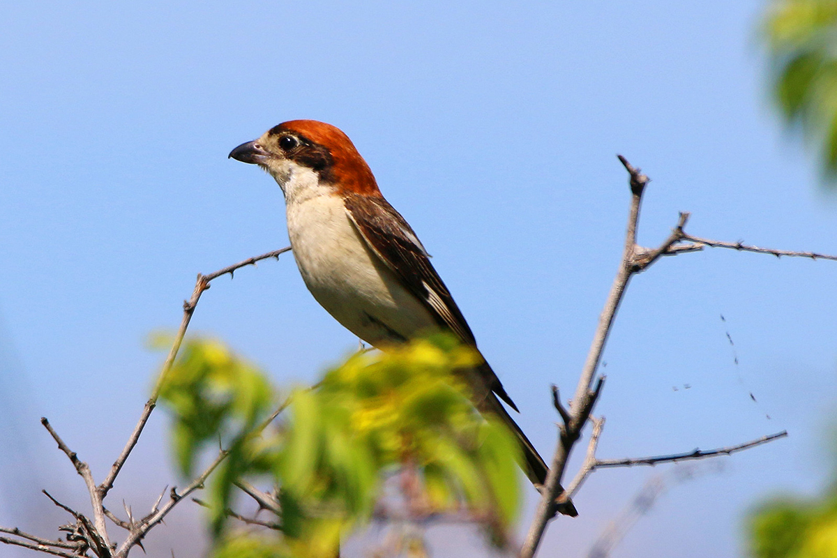 In Deutschland als Brutvogel vom Erlöschen bedroht: Rotkopfwürger in Kroatien, (c) Henning Cramer/NABU-naturgucker.de