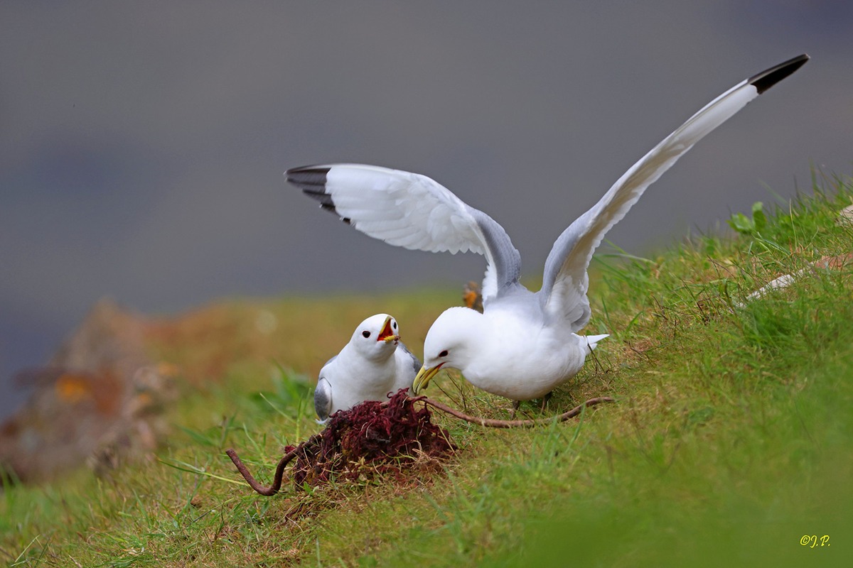 In Deutschland als Brutvogel stark gefährdet: Dreizehenmöwe auf Helgoland, (c) Jürgen Podgorski/NABU-naturgucker.de