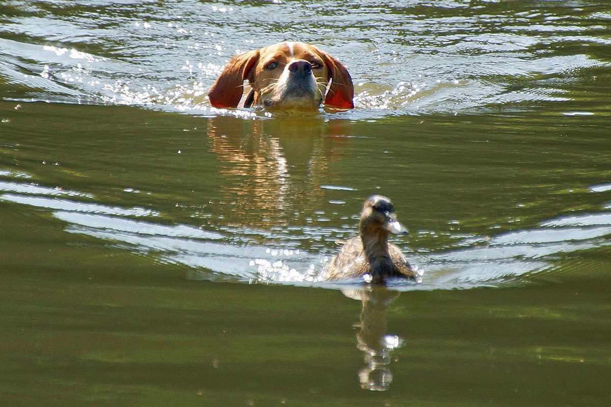 Hund verfolgt in Naturschutzgebiet eine mausernde Ente, (c) Gaby Schulemann-Maier