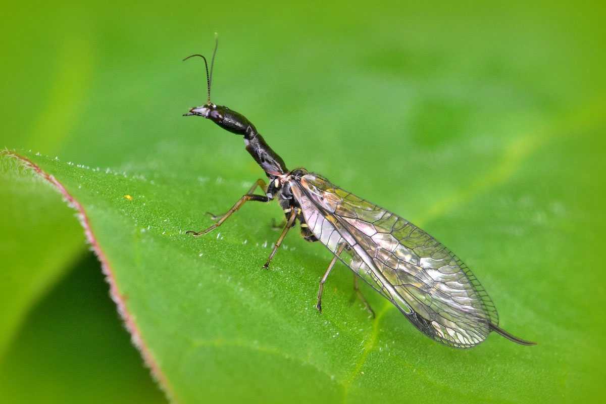 Eine Kamelhalsfliege (Phaeostigma sp.), (c) Karin-Simone Hauth/NABU-naturgucker.de