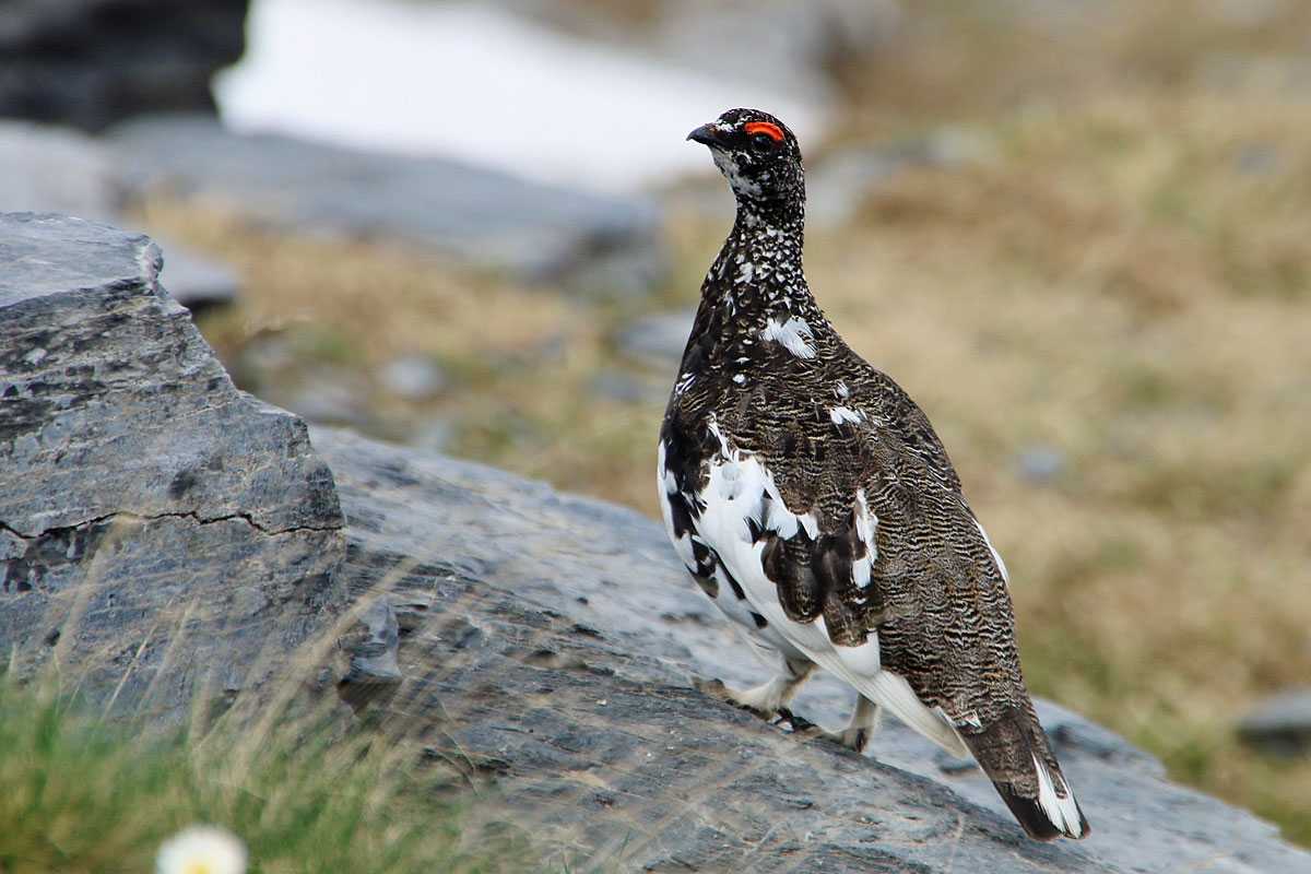 Alpenschneehuhn (Lagopus muta), (c) Tanja Weise/NABU-naturgucker.de
