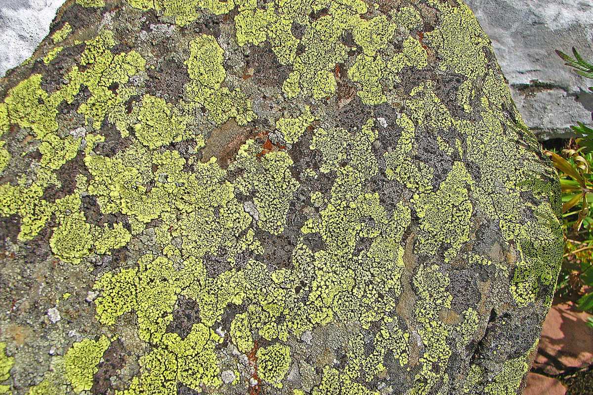 Gewöhnliche Landkartenflechte (Rhizocarpon geographicum), (c) Wolfgang Piepers/NABU-naturgucker.de