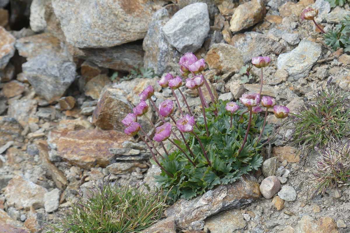 Durch den Klimawandel bedroht: der Gletscher-Hahnenfuß (Ranunculus glacialis), (c) Jörg Chmill-Völsch/NABU-naturgucker.de