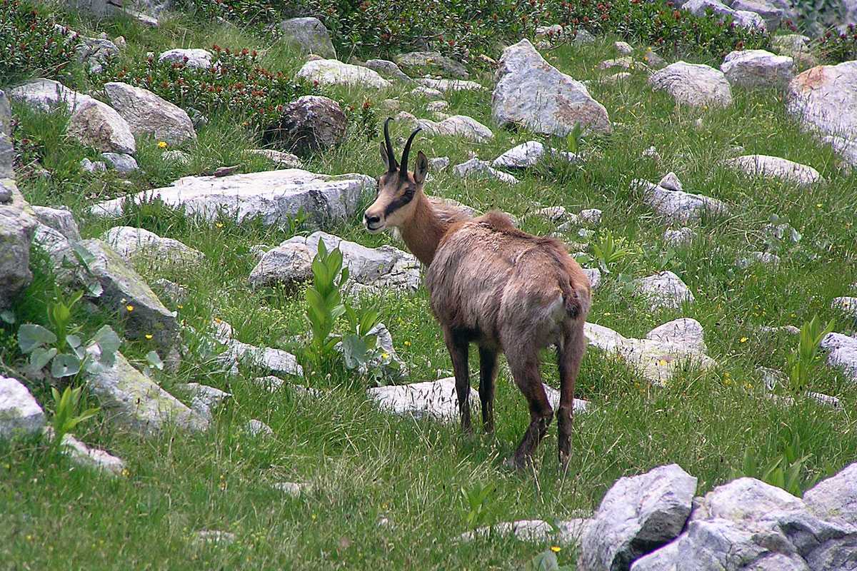 Gämse (Rupicapra rupicapra), (c) Dieter Schneider/NABU-naturgucker.de