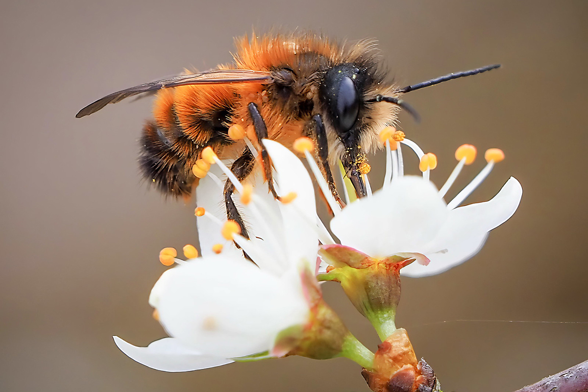 Rote Mauerbiene, (c) Istvan und Sabine Palfi/NABU-naturgucker.de