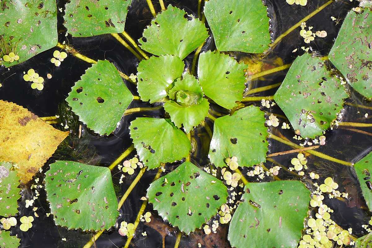 Die Gewöhnliche Wassernuss (Trapa natans) steht mit dem Europäischen Biber (Castor fiber) in Verbindung, (c) Jürgen Seibel/NABU-naturgucker.de