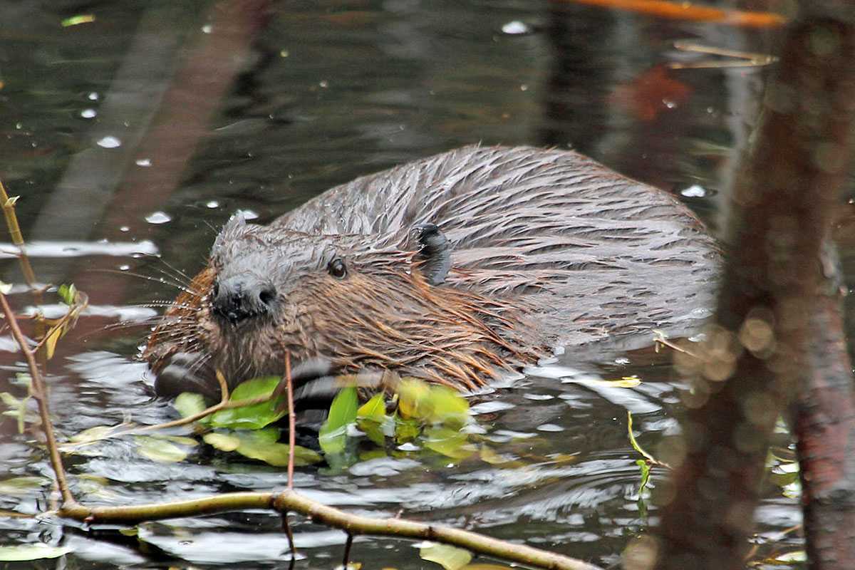 Ein Verwandter aus Übersee: Nordamerikanischer Biber (Castor canadensis), (c) Carsten Sekula/NABU-naturgucker.de