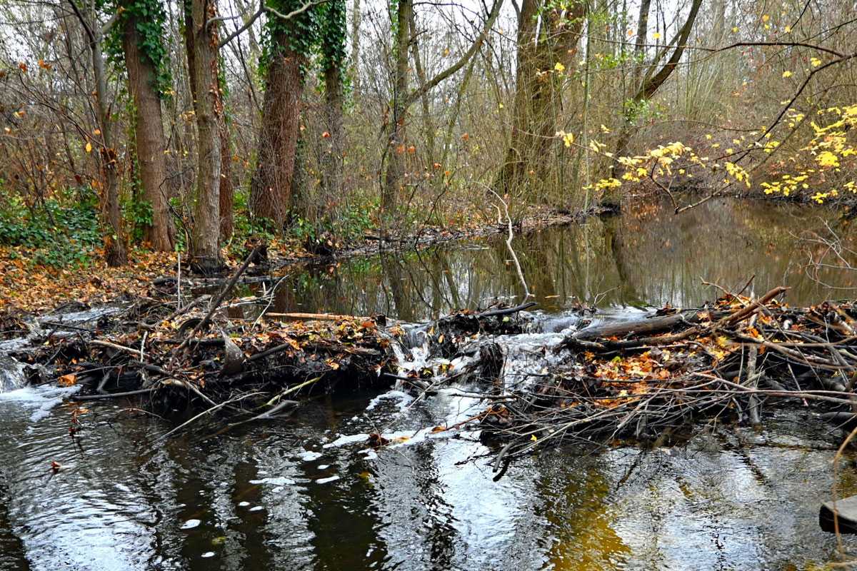 Biberdamm im späten Herbst, (c) Hans Schwarting/NABU-naturgucker.de