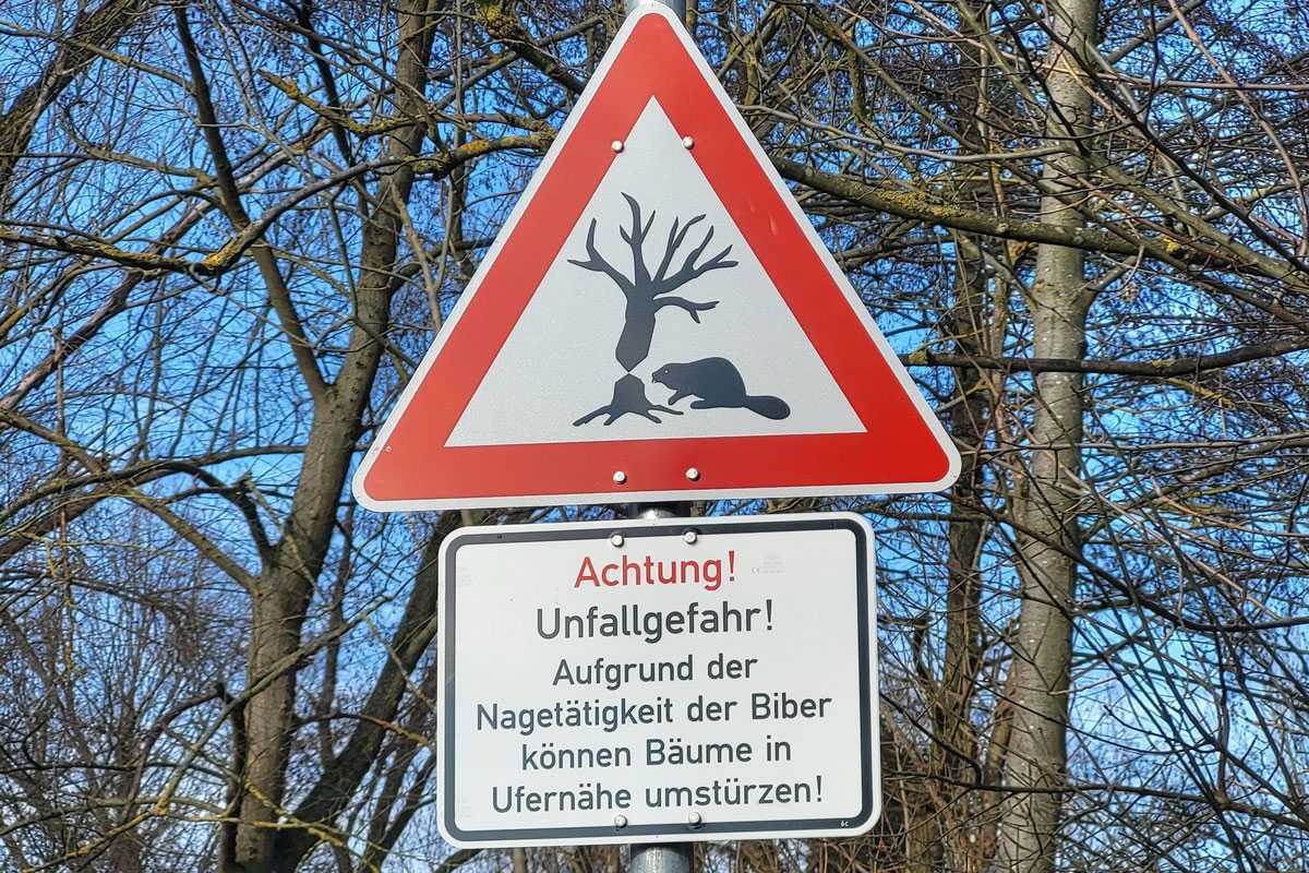 Die Anwesenheit des Europäischen Bibers (Castor fiber) birgt mitunter Konfliktpotenzial, (c) Reinhard Richter/NABU-naturgucker.de