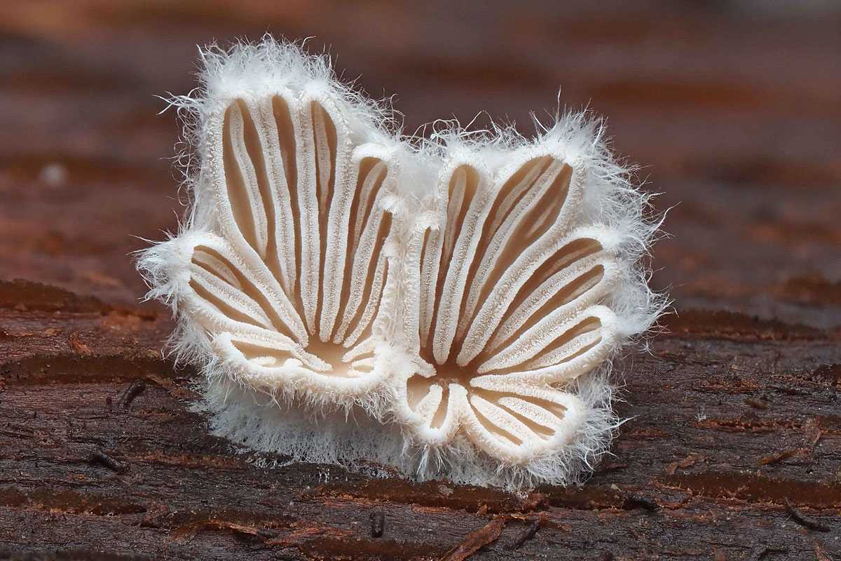 Spaltblättling (Schizophyllum commune), (c) Bernhard Konzen/NABU-naturgucker.de