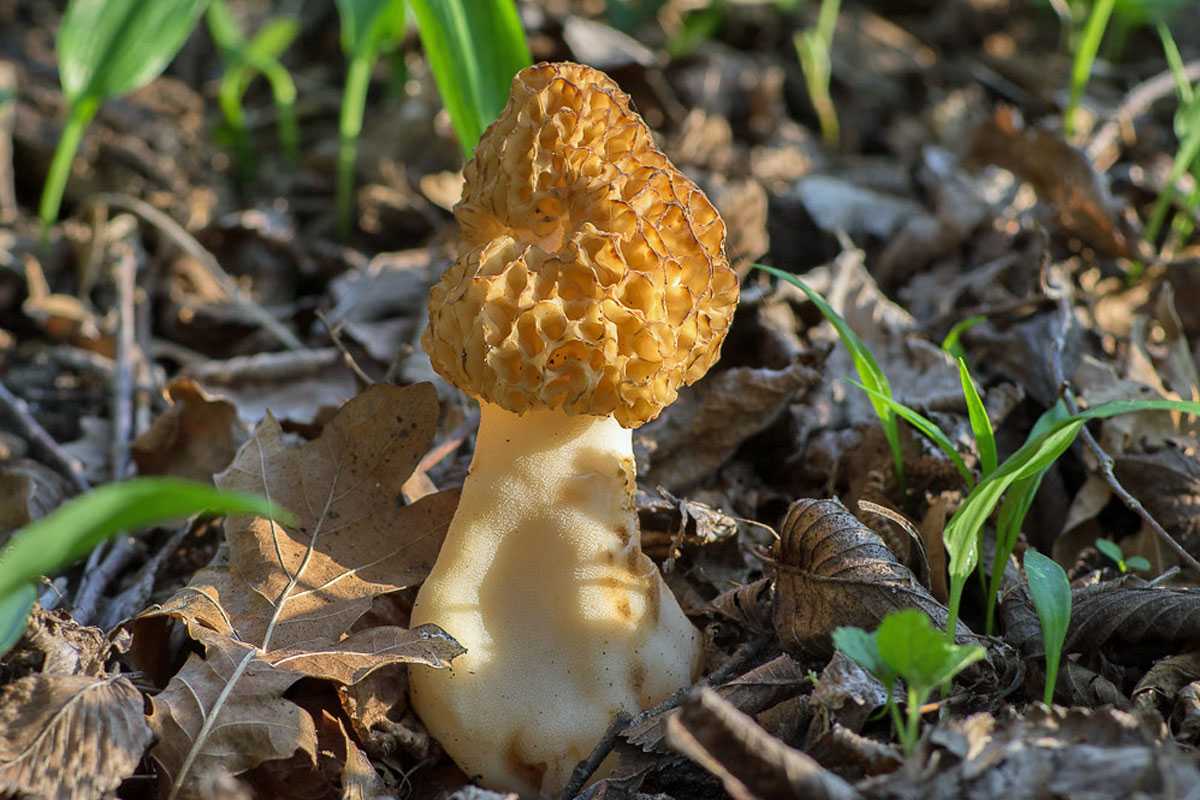 Die Speise-Morchel (Morchella esculenta) gehört zu den Schlauchpilzen (Ascomycota), (c) Marion Metzer/NABU-naturgucker.de