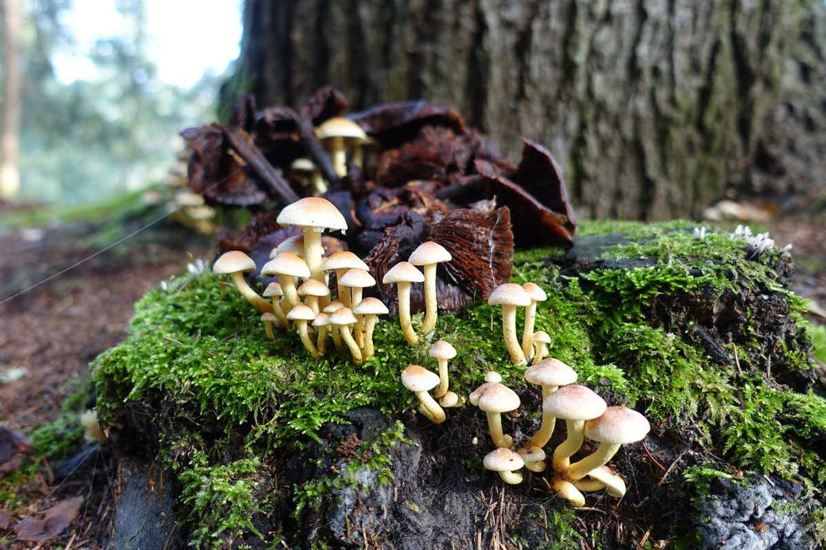 Viele Pilze, hier der Grünblättrige Schwefelkopf (Hypholoma fasciculare), brauchen Totholz, (c) Margot Stosch/NABU-naturgucker.de