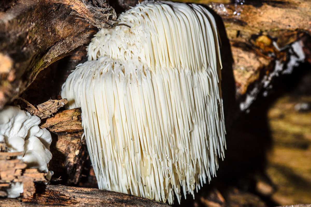 Der Igel-Stachelbart (Hericium erinaceum) gilt in Deutschland als stark gefährdet, (c) Wolfgang Piepers/NABU-naturgucker.de