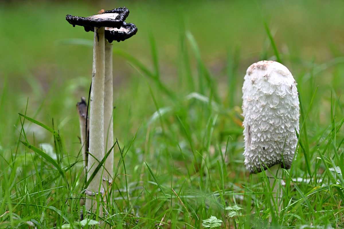 Jung (links) und alt beim Schopf-Tintling (Coprinus comatus), (c) Hans Schwarting/NABU-naturgucker.de