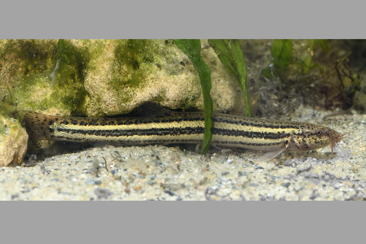 Europäischer Schlammpeitzger, (c) Werner Bartsch/NABU-naturgucker.de