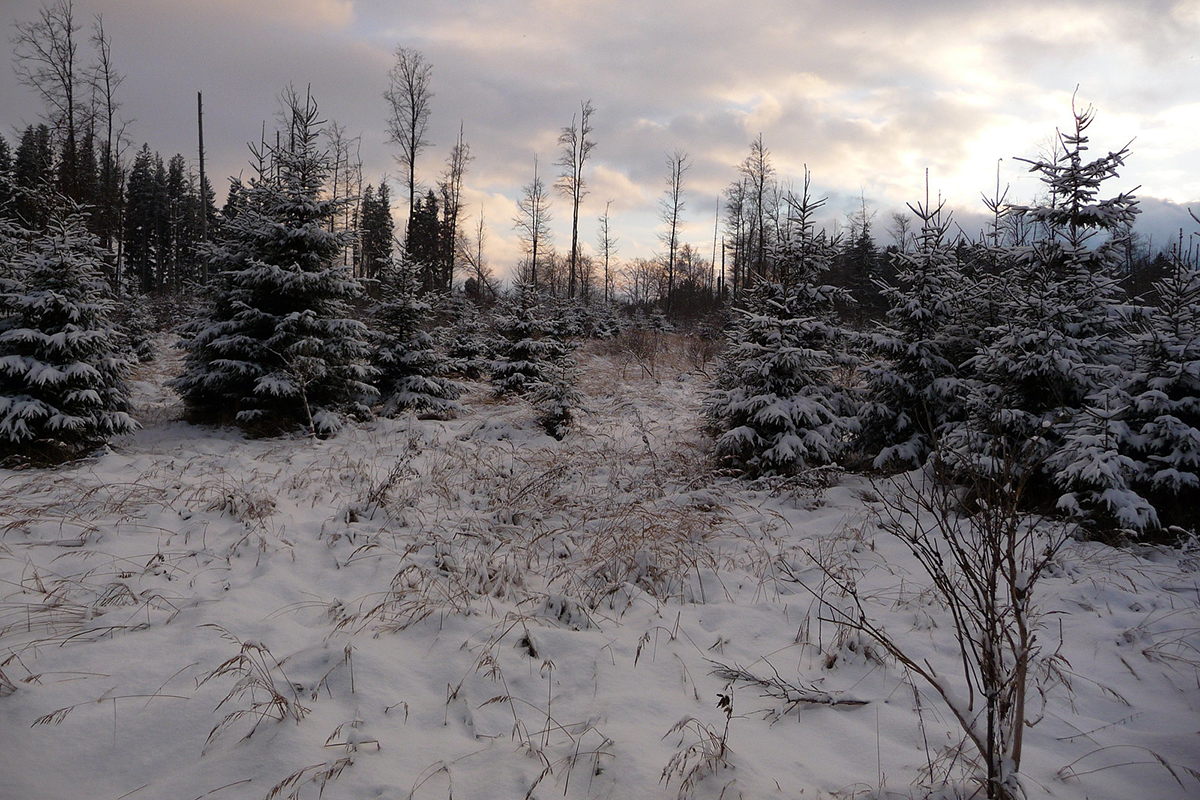 Gewöhnliche Fichten im Allgäu, (c) Ludwig Holl/NABU-naturgucker.de