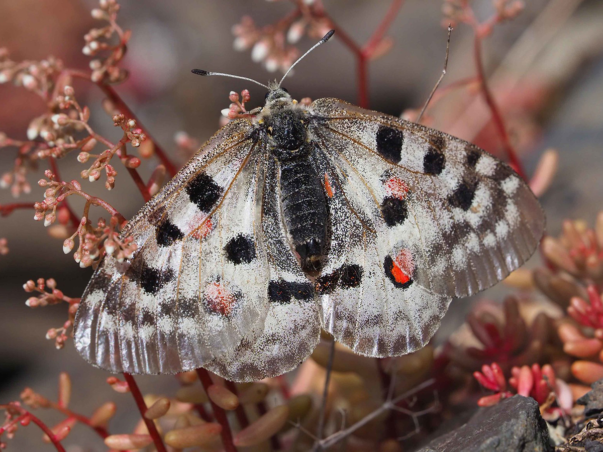 Moselapollo, vom Aussterben bedroht, (c) Bernhard Konzen/NABU-naturgucker.de