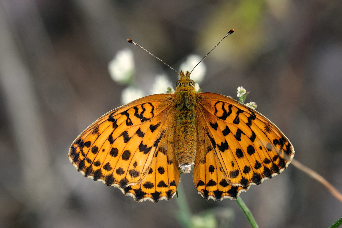 Brombeer-Perlmutterfalter, ungefährdet, (c) Jens Winter/NABU-naturgucker.de