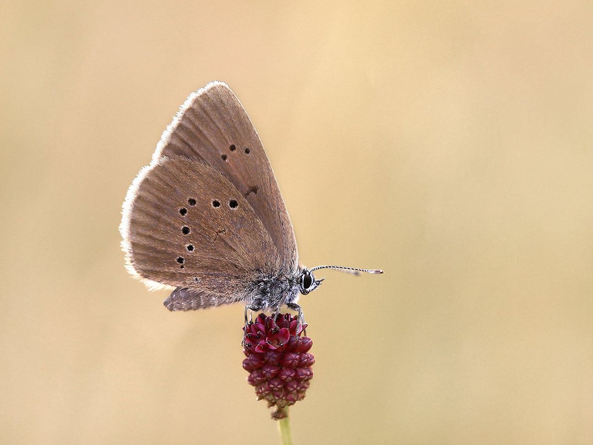 Dunkler Wiesenkopf-Ameisenbläuling, gefährdet, (c) Erich Hacker/NABU-naturgucker.de