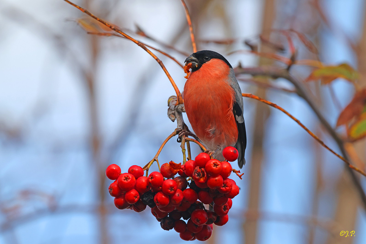 Gimpel, (c) Jürgen Podgorski/NABU-naturgucker.de
