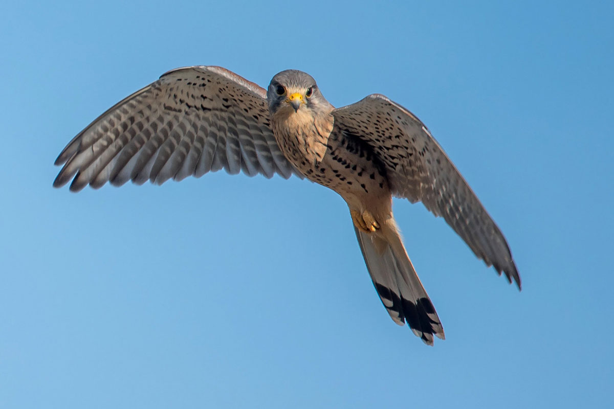 Turmfalke (Falco tinnunculus), (c) Axel Aßmann/NABU-naturgucker.de