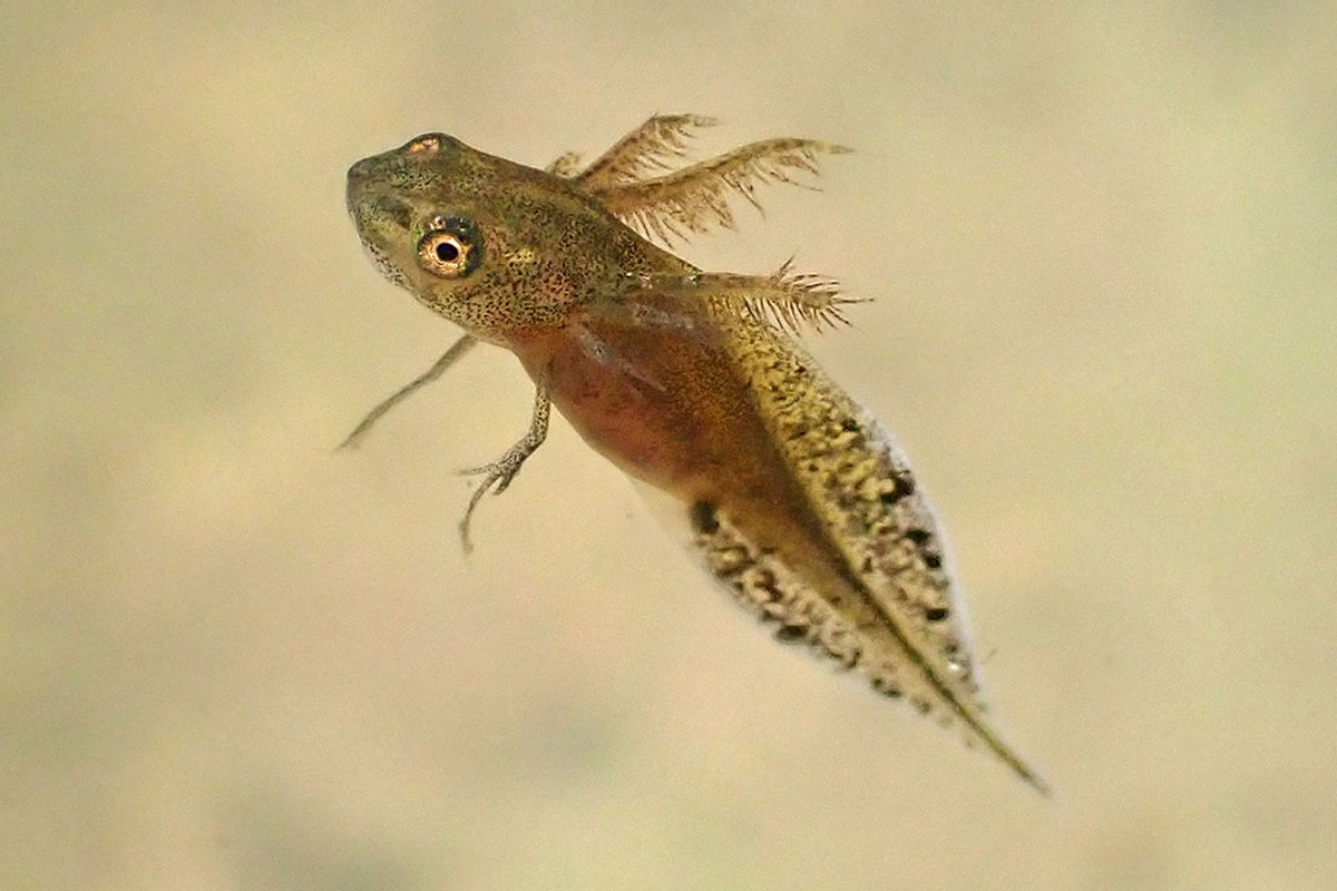 Larve des Nördlichen Kammmolchs (Triturus cristatus), (c) Ina Siebert/NABU-naturgucker.de