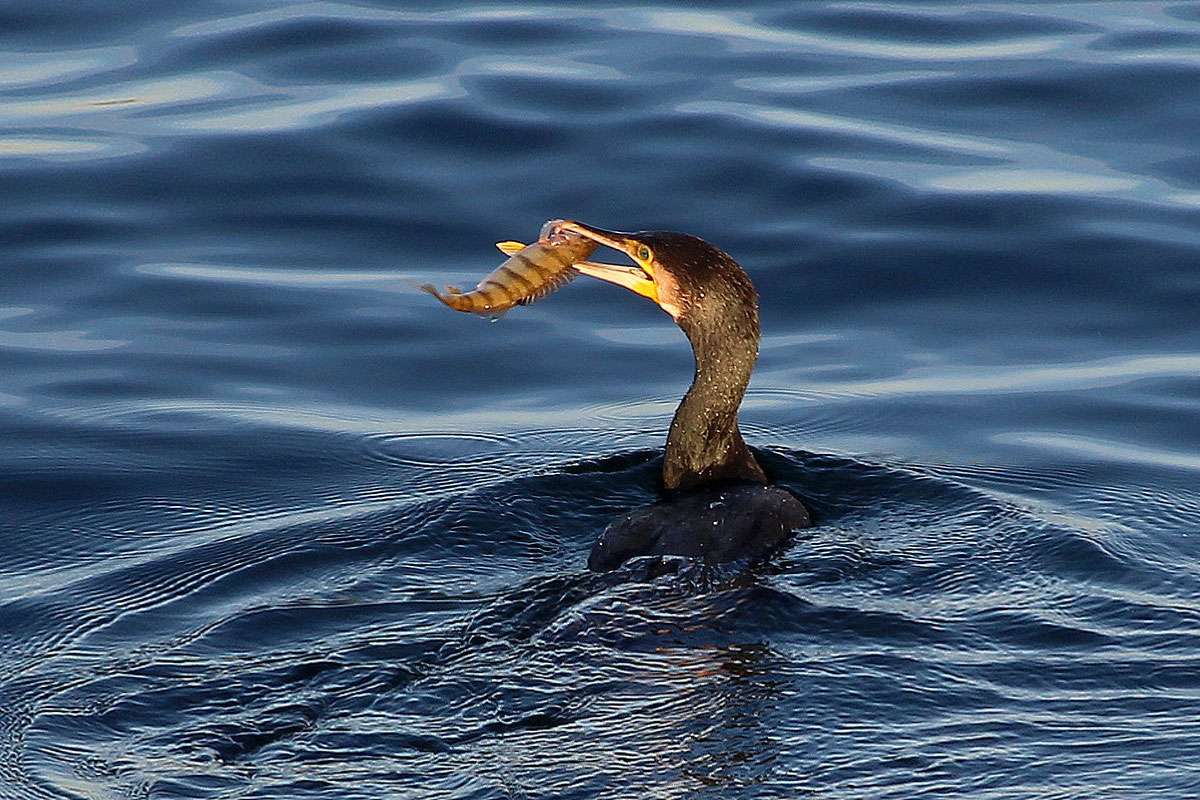 Kormoran (Phalacrocorax carbo) mit erbeutetem Flussbarsch (Perca fluviatilis), (c) Ursula Spolders/NABU-naturgucker.de
