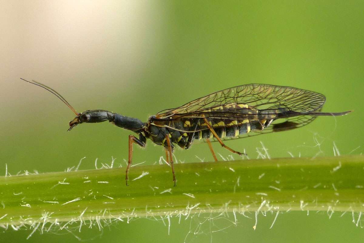Gefleckte Kamelhalsfliege (Phaeostigma notata), (c) Birgit Emig/NABU-naturgucker.de