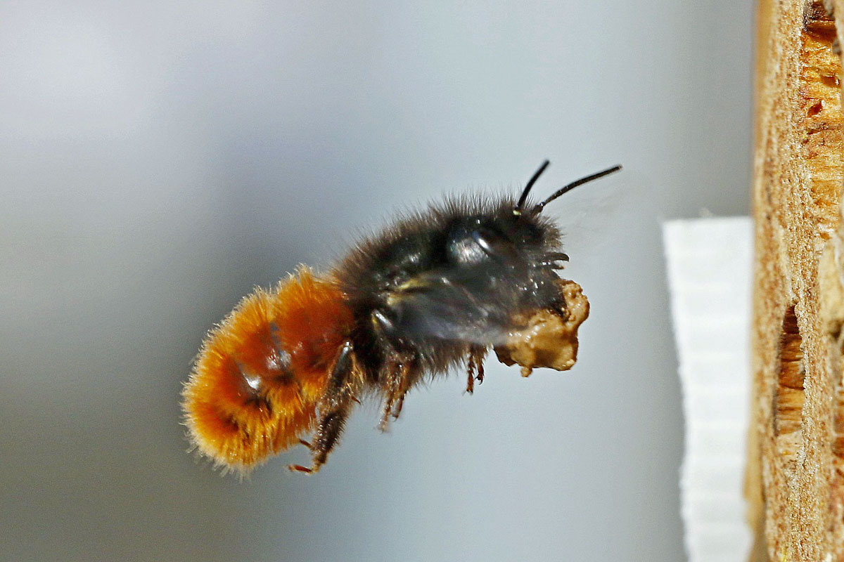 Gehörnte Mauerbiene (Osmia cornuta), (c) Armin Teichmann/NABU-naturgucker.de