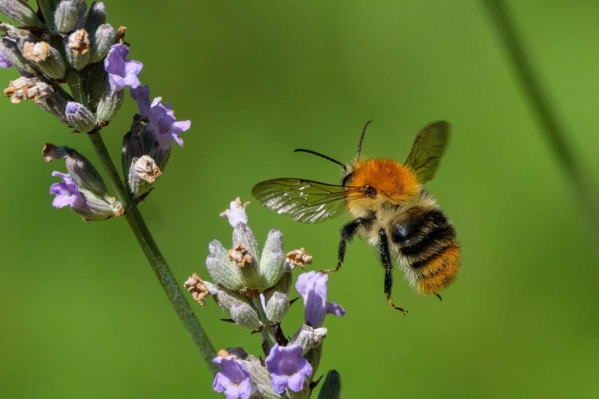 Ackerhummel (Bombus pascuorum), (c) Michael Schmidt/NABU-naturgucker.de