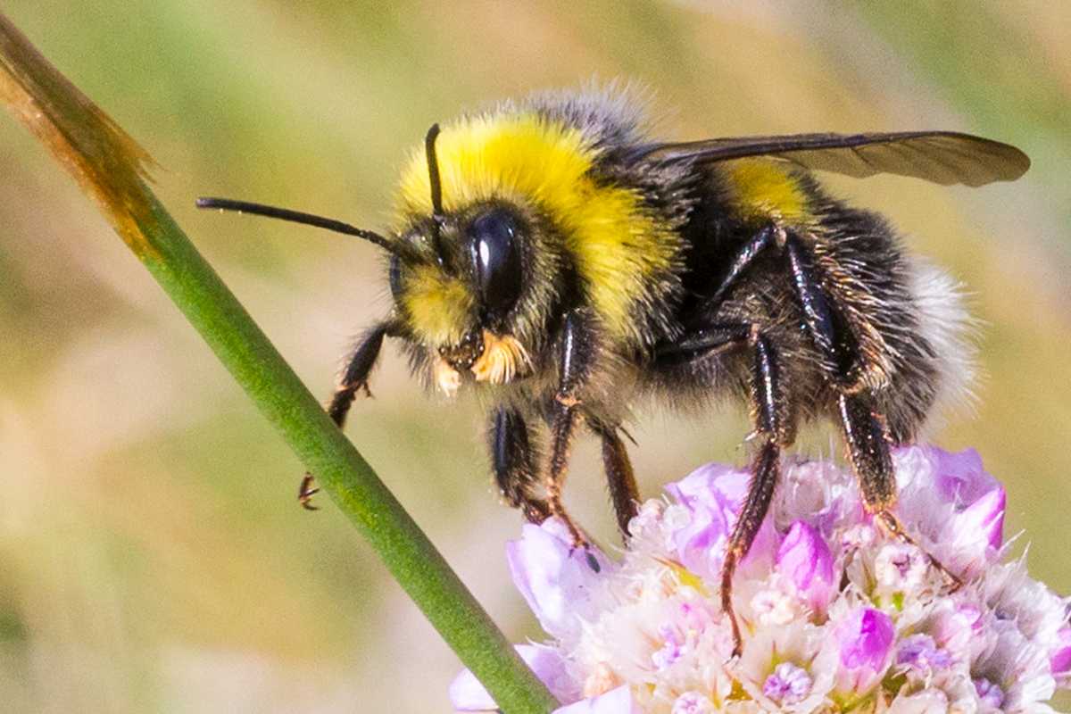 Männliche Hellgelbe Erdhummel (Bombus lucorum), (c) Hans Leunig/NABU-naturgucker.de
