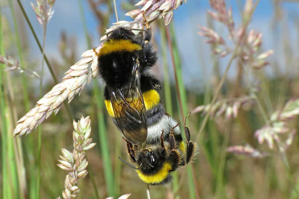 Paarung der Dunklen Erdhummel (Bombus terrestris), (c) Gerwin Bärecke/NABU-naturgucker.de