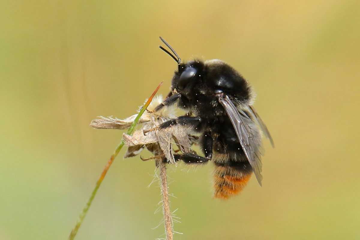 In Deutschland selten geworden: Samthummel (Bombus confusus), (c) Ronny Hartwich/NABU-naturgucker.de