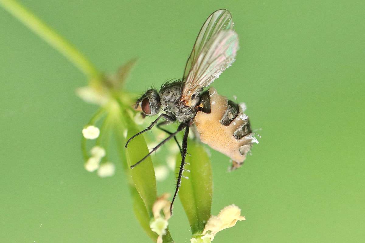 Parasitärer Pilz: der Fliegentöter (Entomophthora muscae), (c) Thilo Bruder/NABU-naturgucker.de