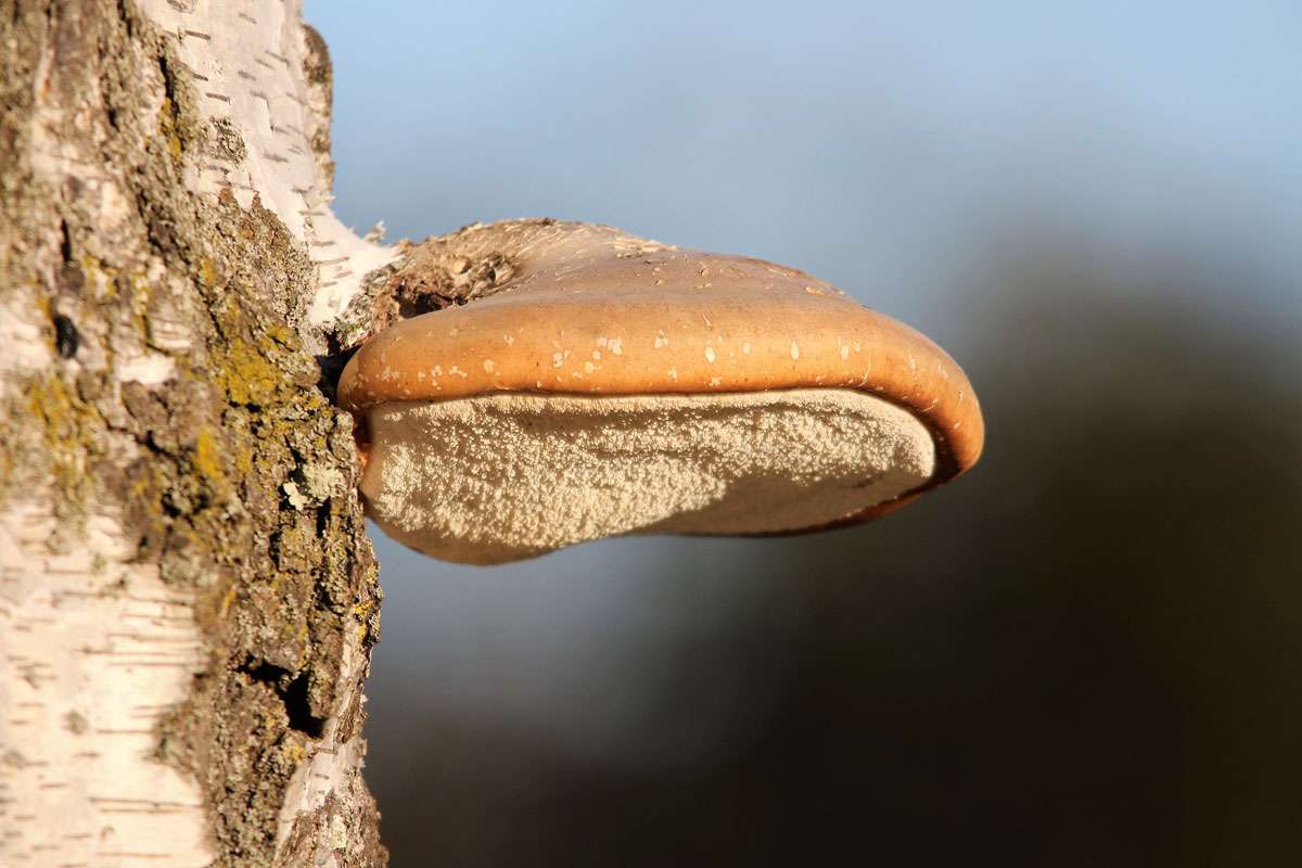 Birkenporling (Fomitopsis betulina), (c) Hermann Klee/NABU-naturgucker.de