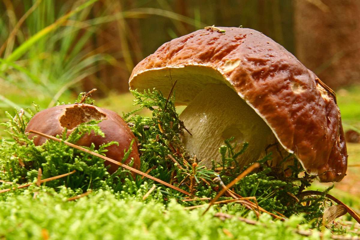 Fichtensteinpilz (Boletus edulis), (c) Wolfgang Wenner/NABU-naturgucker.de