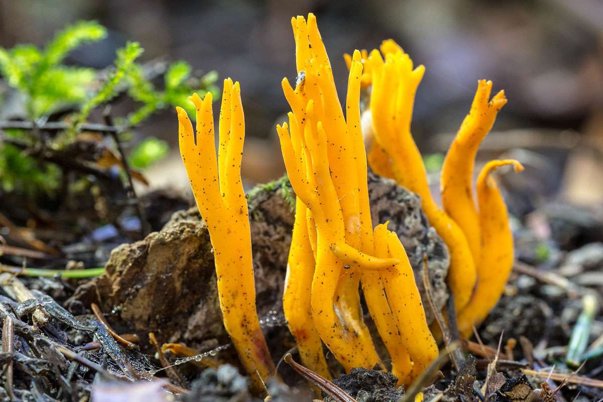 Klebriger Hörnling (Calocera viscosa), (c) Franz Rothenhäusler/NABU-naturgucker.de