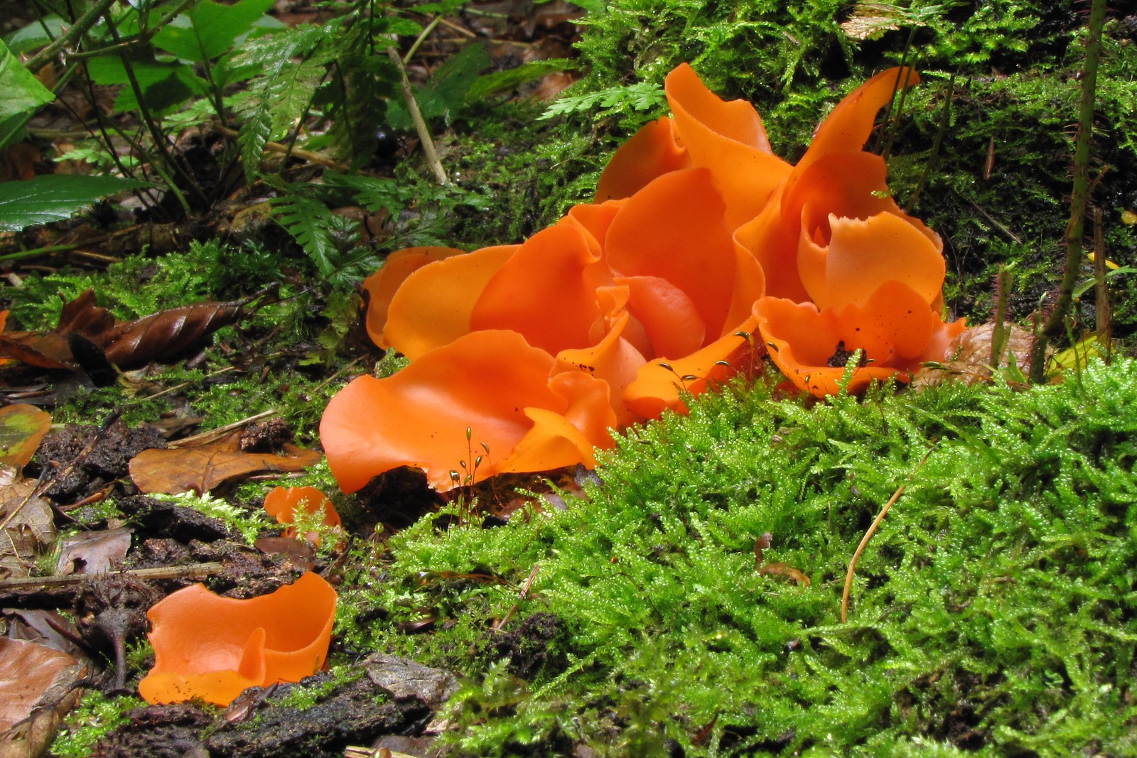 Orange-Becherling (Aleuria aurantia), (c) Michael Masslow/NABU-naturgucker.de