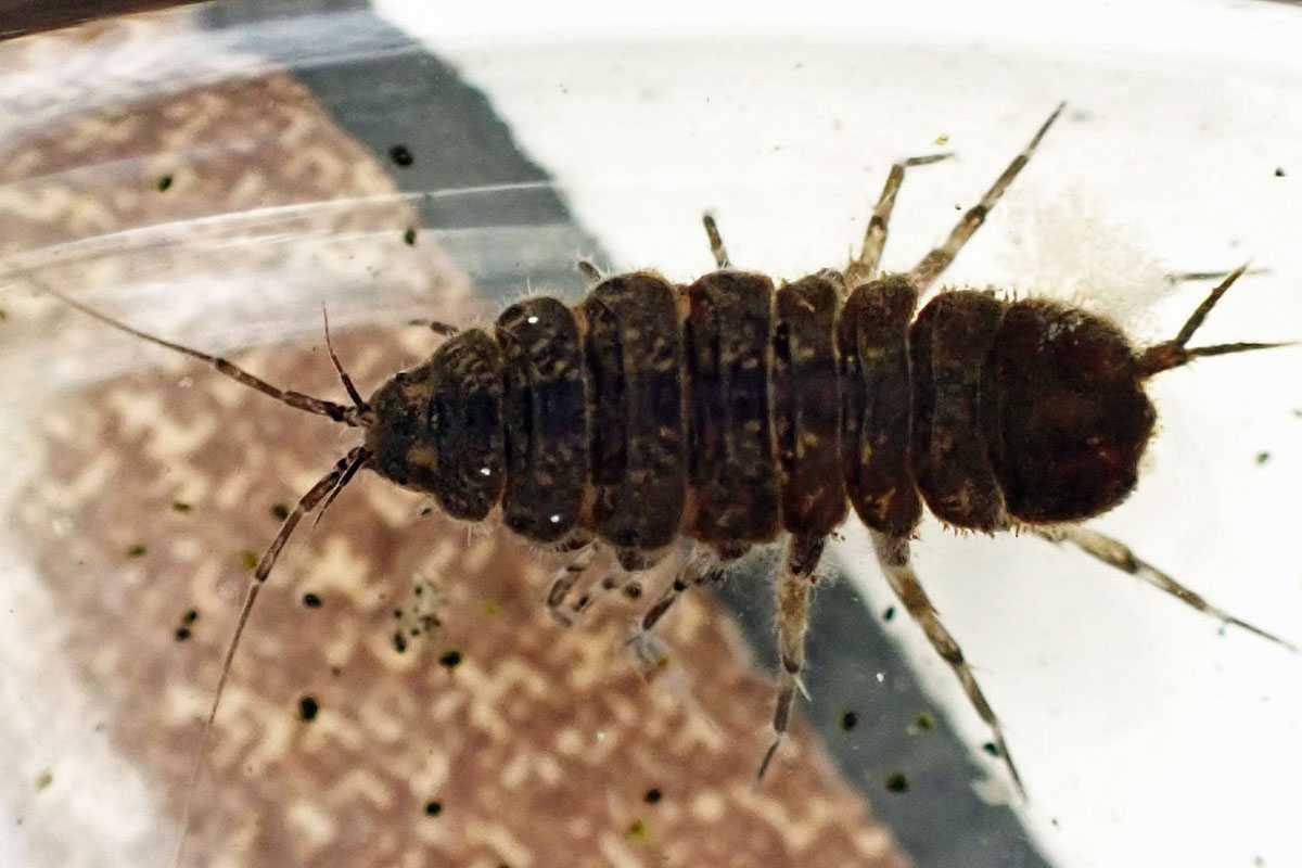 Gemeine Wasserassel (Asellus aquaticus), (c) Chris Engelhardt/NABU-naturgucker.de