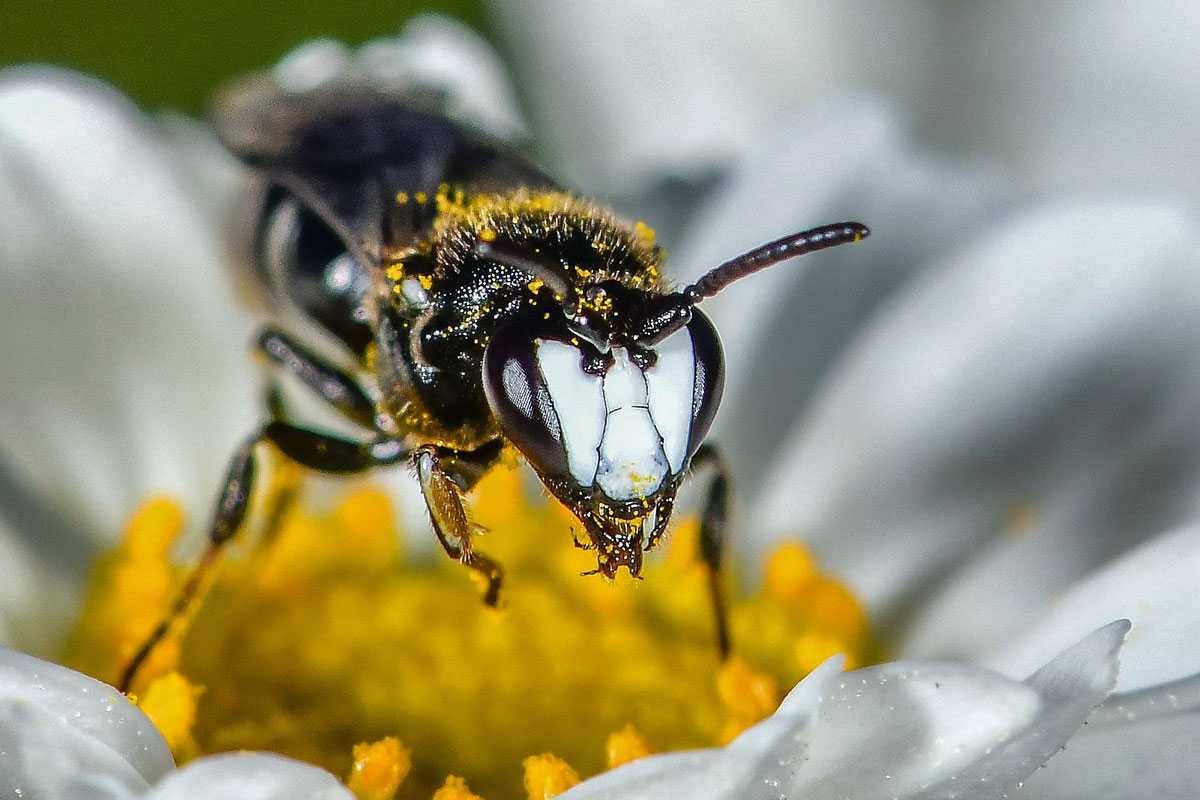 Männliche Rainfarn-Maskenbiene (Hylaeus nigritus), (c) Peter Reus/NABU-naturgucker.de